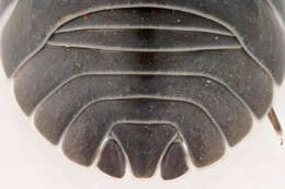 Image of Southern Pill Woodlouse