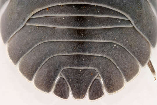 Image of Armadillidium depressum Brandt 1833