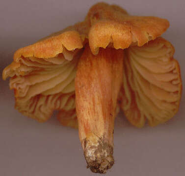 Image de Hygrocybe intermedia (Pass.) Fayod 1889