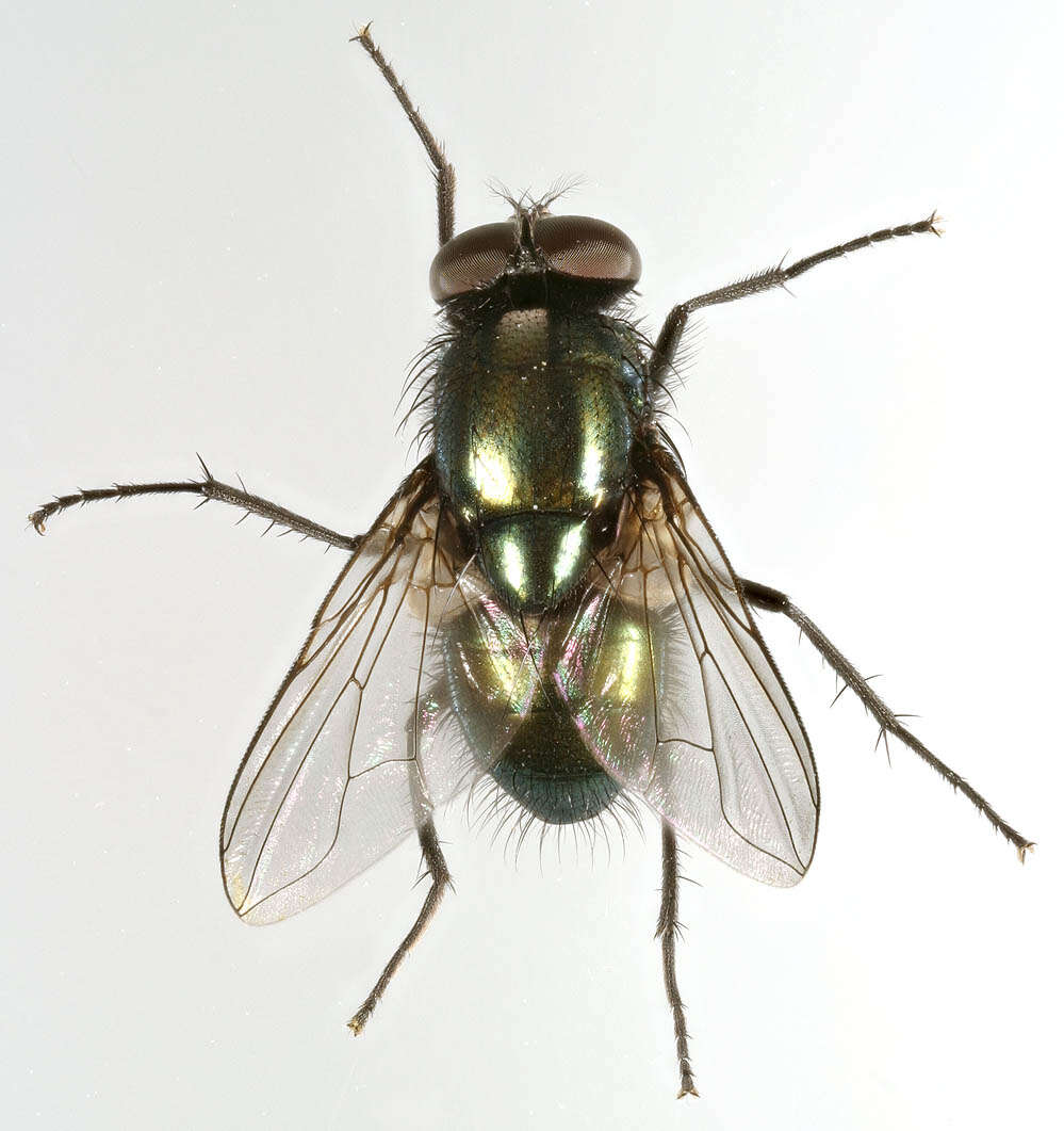 Image of Pyrellia rapax (Harris 1780)