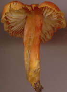 Image de Hygrocybe intermedia (Pass.) Fayod 1889