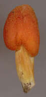 Image de Hygrocybe intermedia (Pass.) Fayod 1889