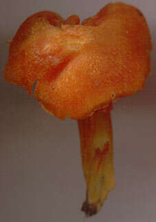 Image de Hygrocybe intermedia (Pass.) Fayod 1889