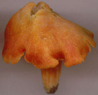 Image of Hygrocybe intermedia (Pass.) Fayod 1889