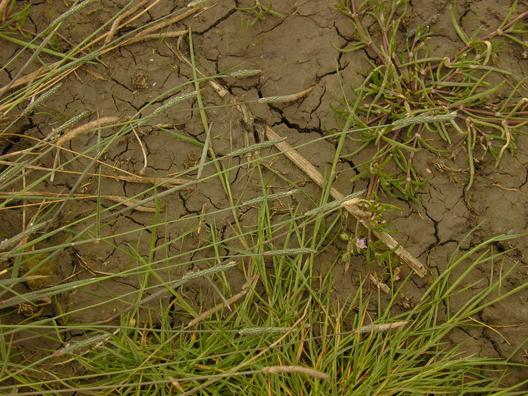 Image of Bulbous Foxtail