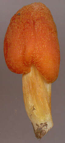 Image of Hygrocybe intermedia (Pass.) Fayod 1889