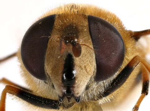 Image of Eristalis horticola