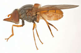 Image of Rhingia rostrata (Linnaeus 1758)