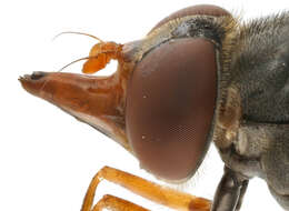 Image of Rhingia rostrata (Linnaeus 1758)