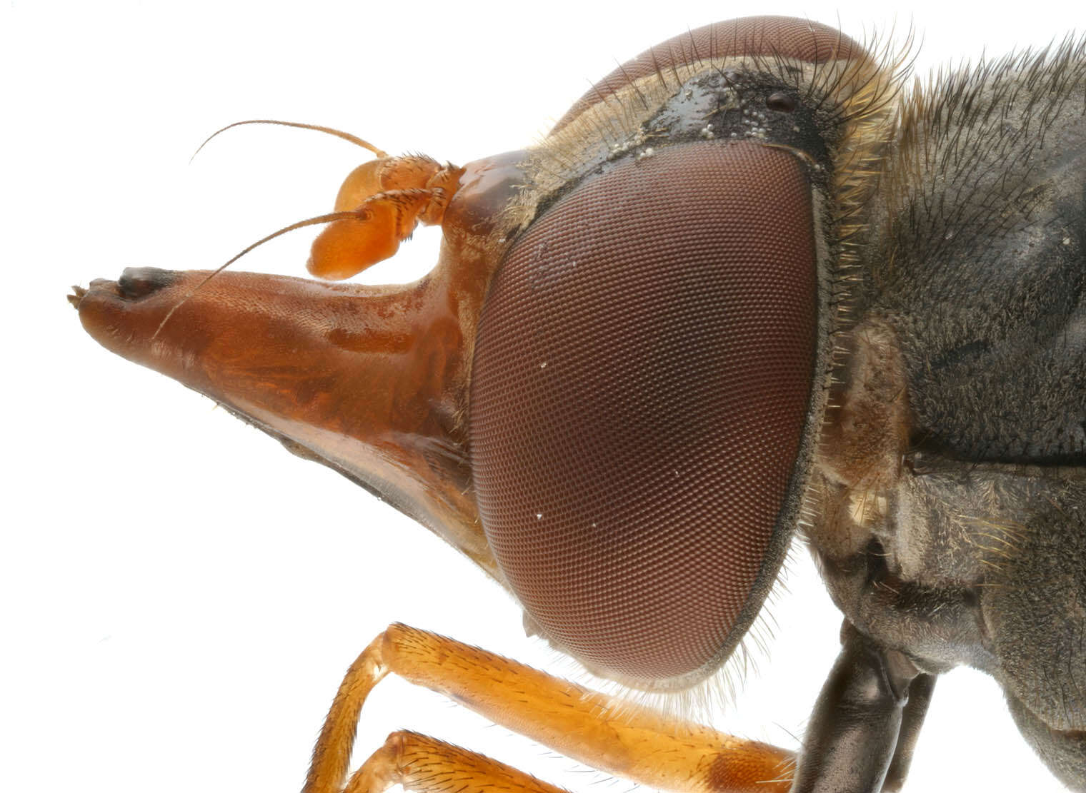 Image of Rhingia rostrata (Linnaeus 1758)