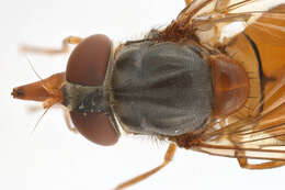 Image of Rhingia rostrata (Linnaeus 1758)