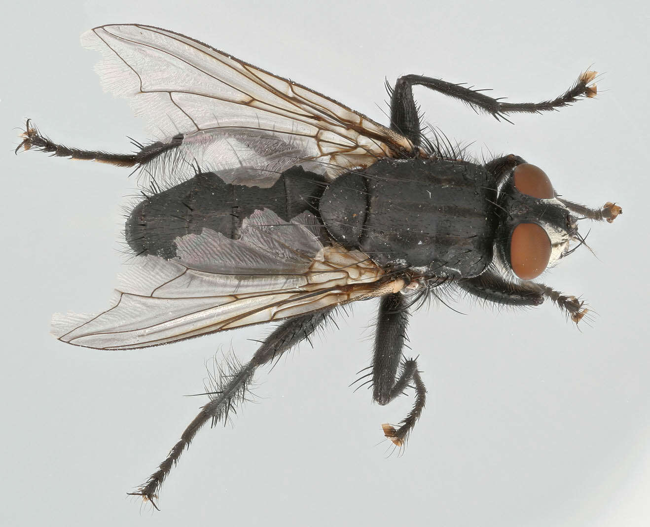 Image of Sarcophaga carnaria (Linnaeus 1758)