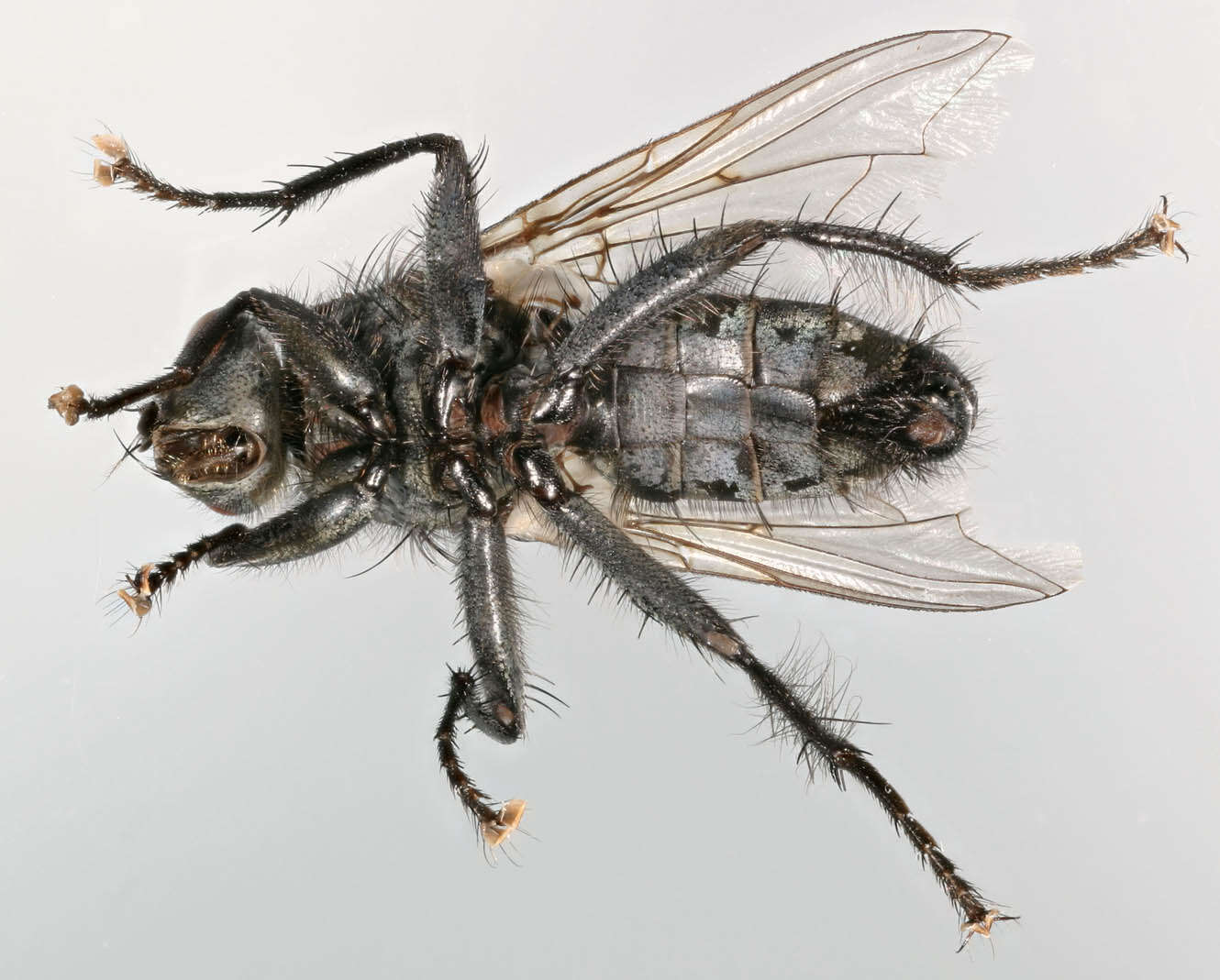 Image of Sarcophaga carnaria (Linnaeus 1758)