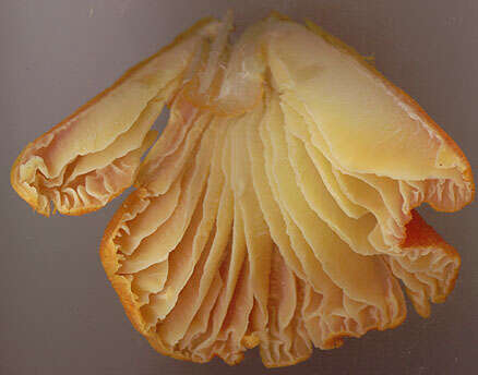 Image de Hygrocybe intermedia (Pass.) Fayod 1889