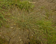 Image of Bulbous Foxtail