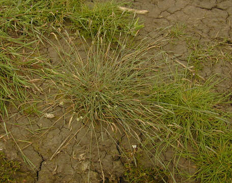 Image of Bulbous Foxtail