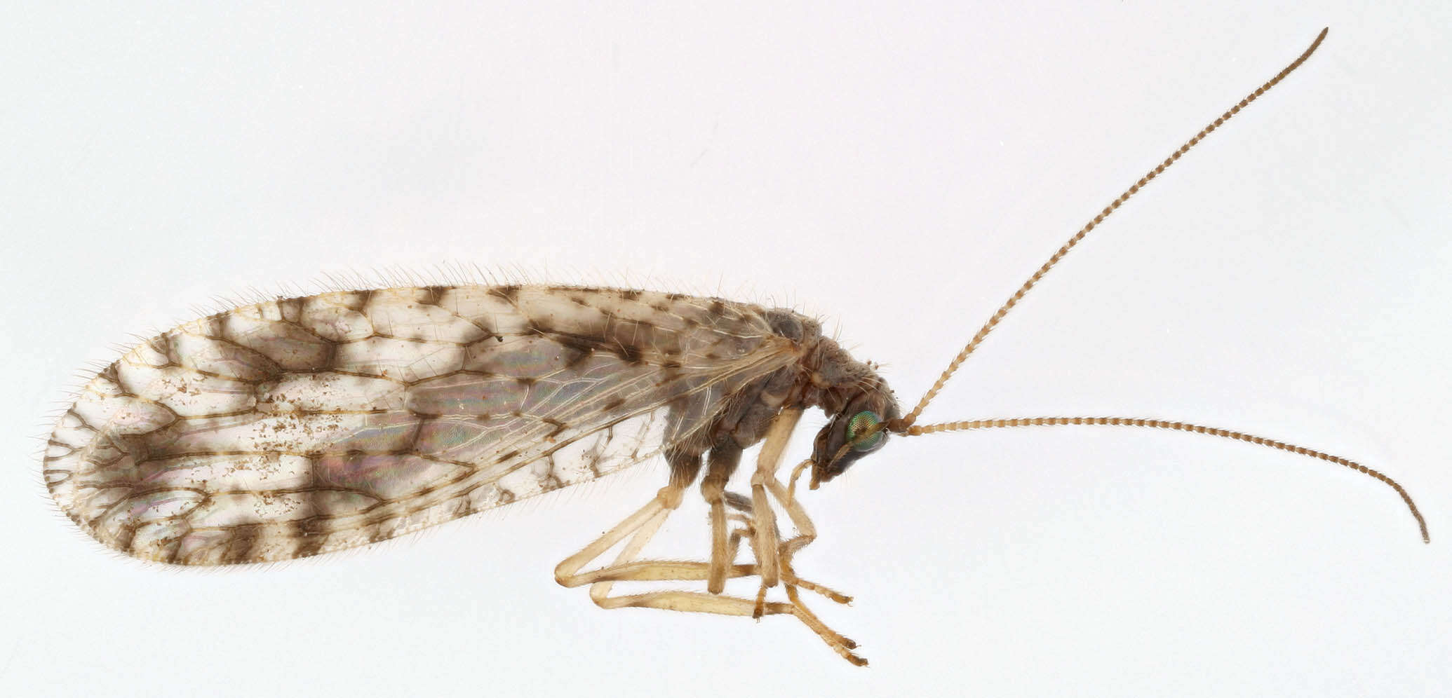 Image of Brown lacewing