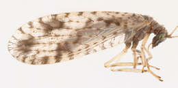 Image of Brown lacewing