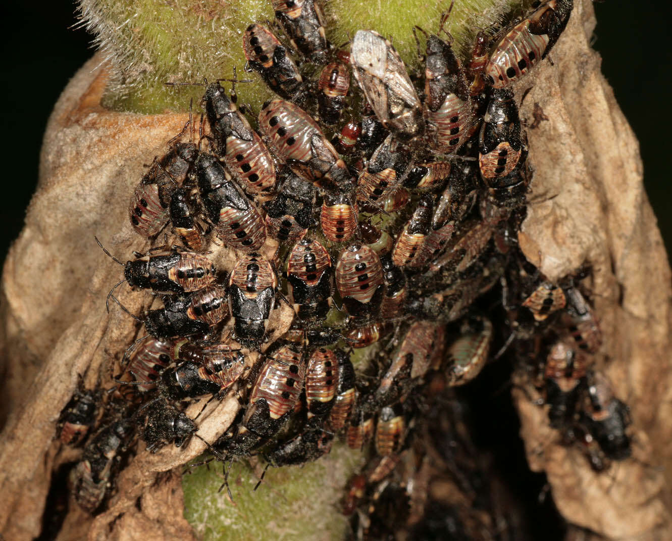 Image of Nettle Ground Bug