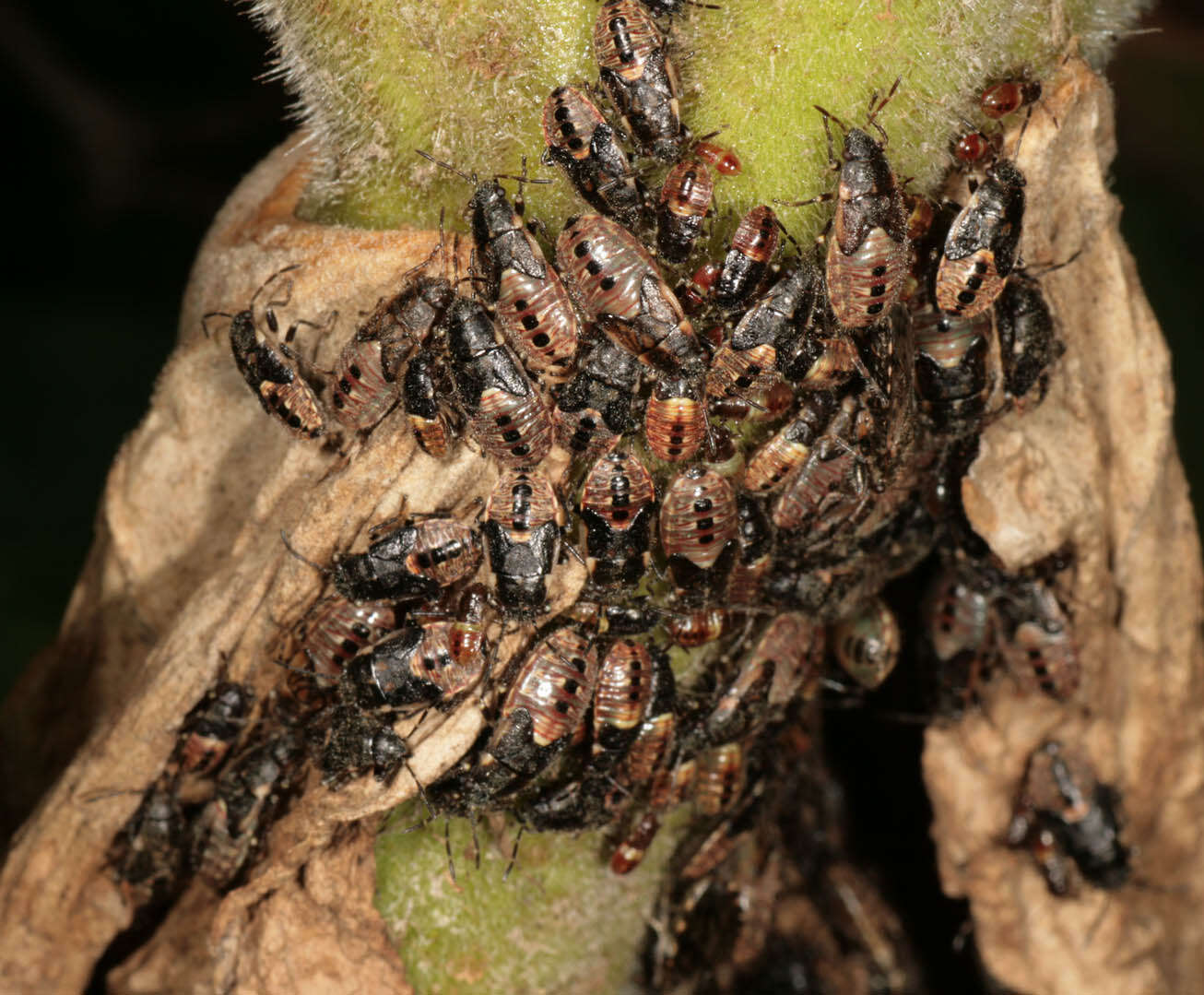 Image of Nettle Ground Bug