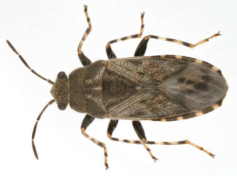 Image of Nettle Ground Bug