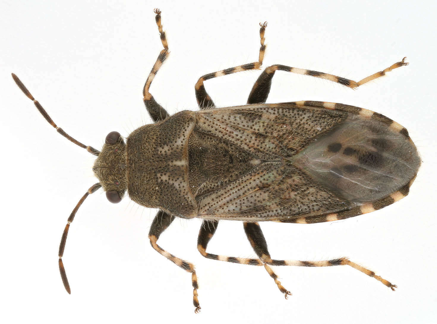 Image of Nettle Ground Bug