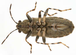 Image of Nettle Ground Bug