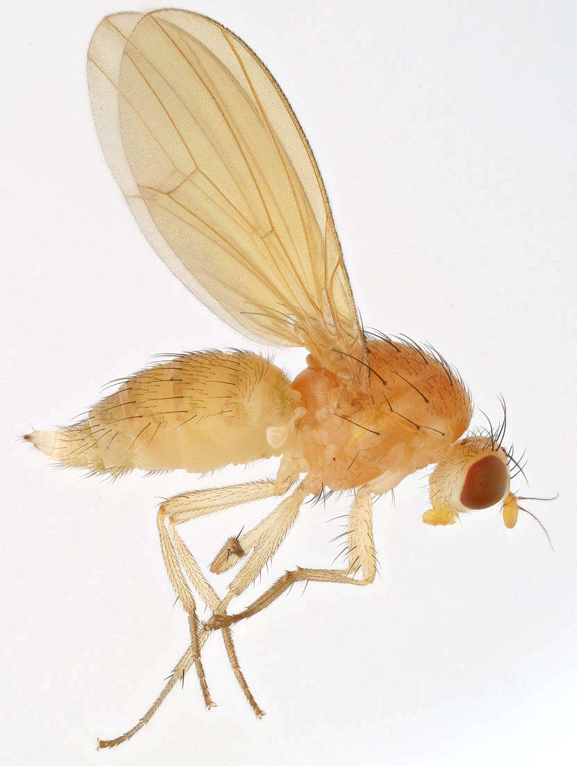 Image of Fly