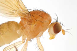 Image of Fly