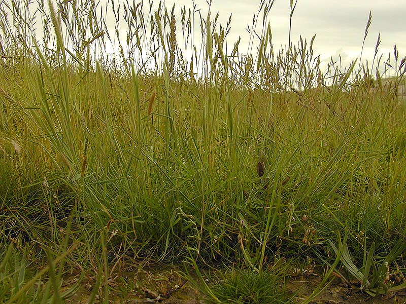 Image of meadow barley