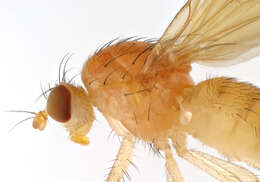 Image of Fly