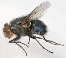 Image of Blue bottle fly