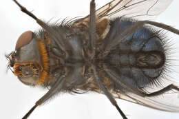 Image of Blue bottle fly