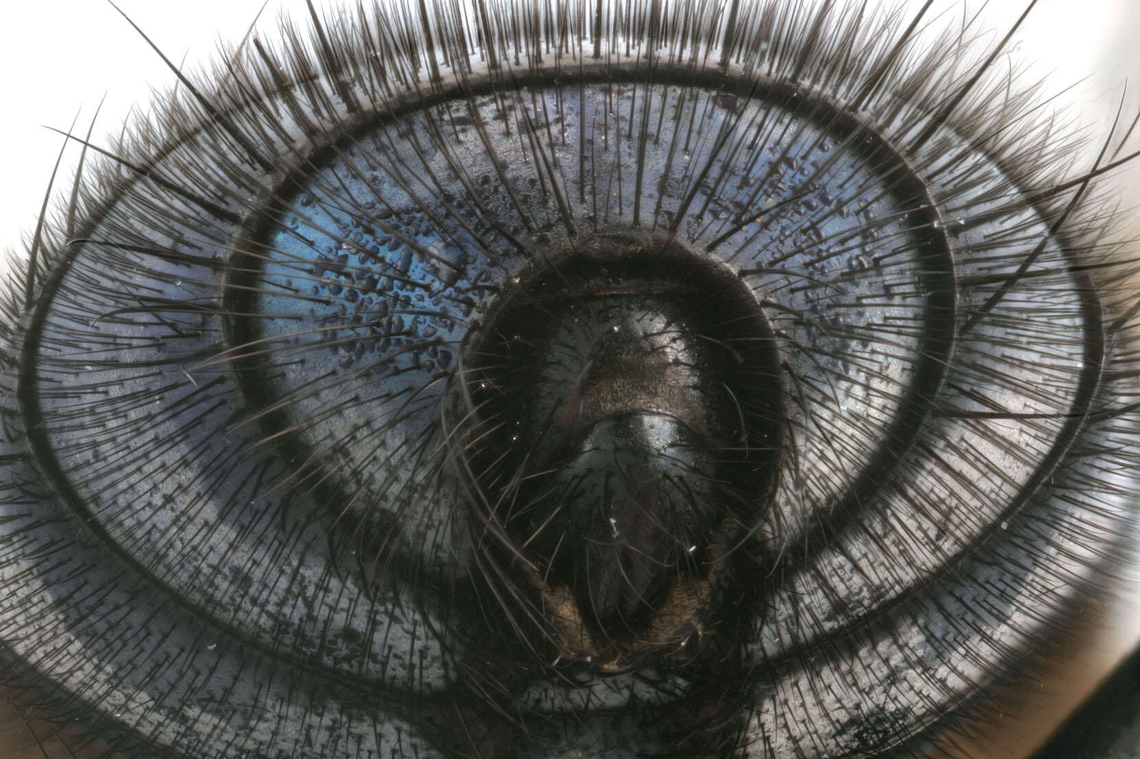 Image of Blue bottle fly