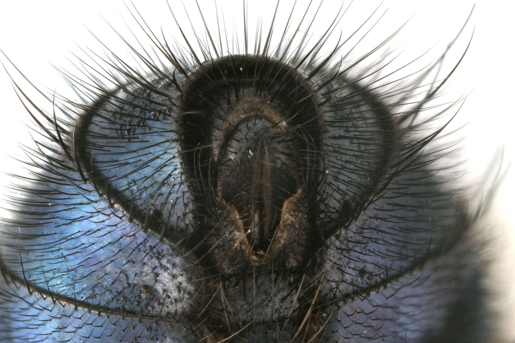 Image of Blue bottle fly