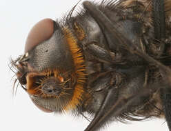 Image of Blue bottle fly