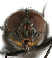 Image of Blue bottle fly