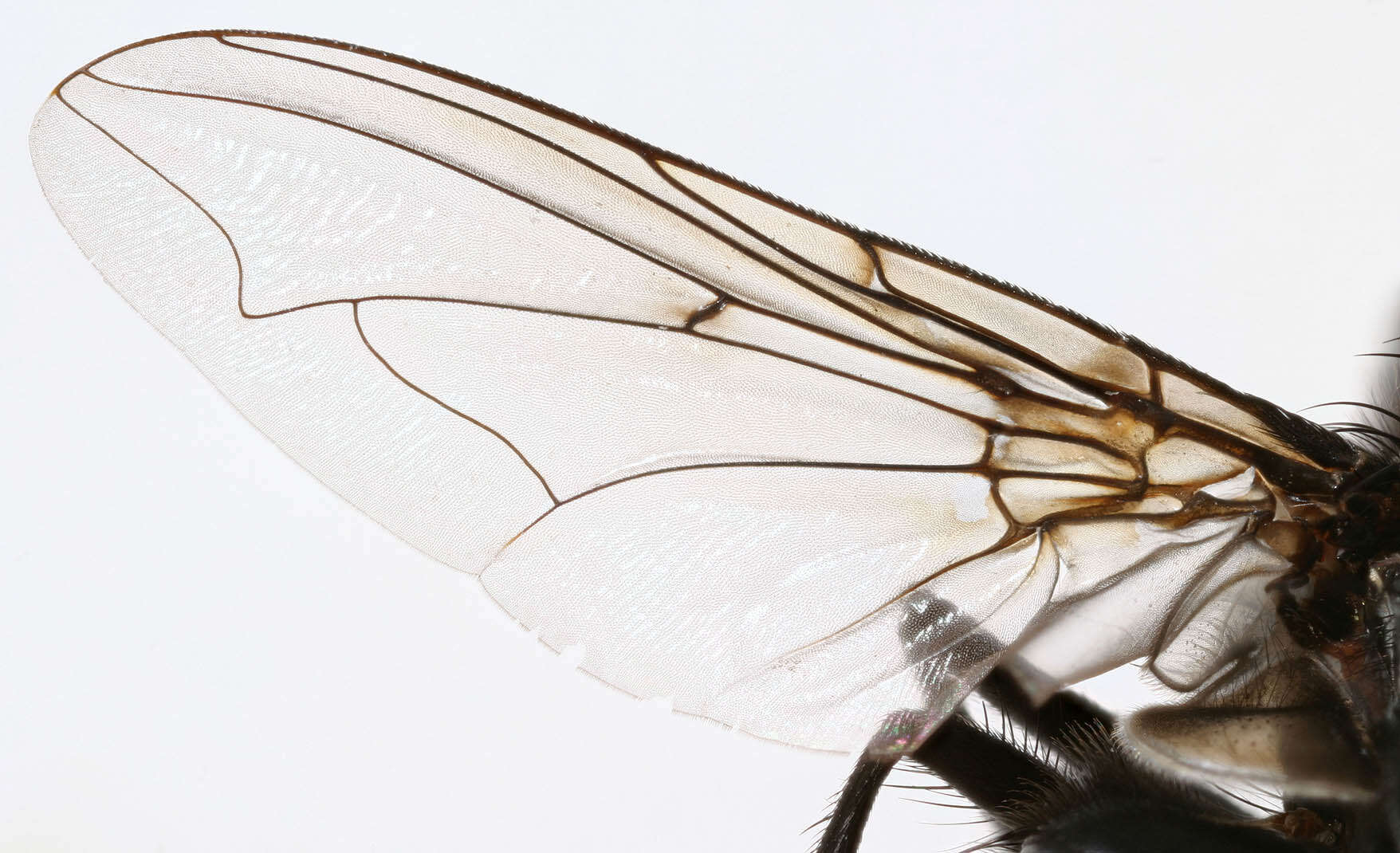 Image of Blue bottle fly