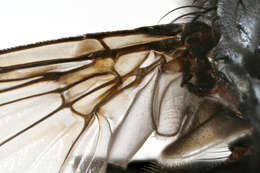 Image of Blue bottle fly