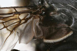 Image of Blue bottle fly