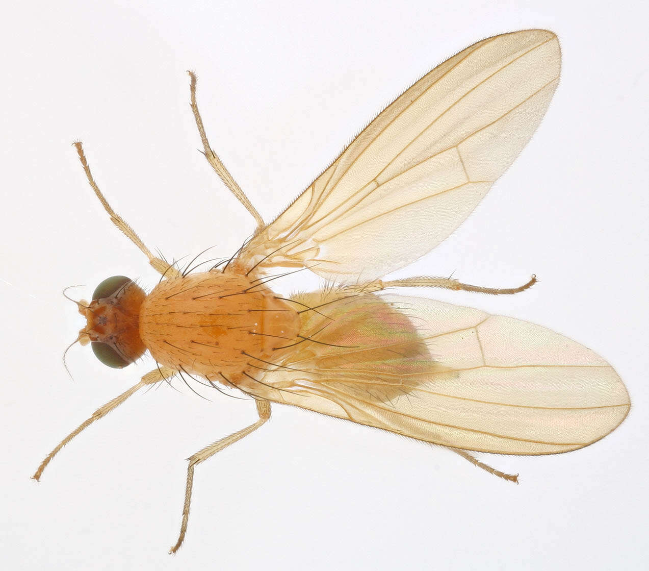 Image of Fly