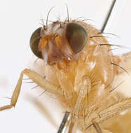 Image of Fly