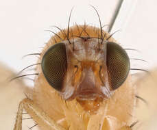 Image of Fly