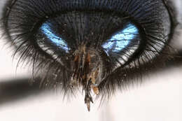 Image of Blue bottle fly