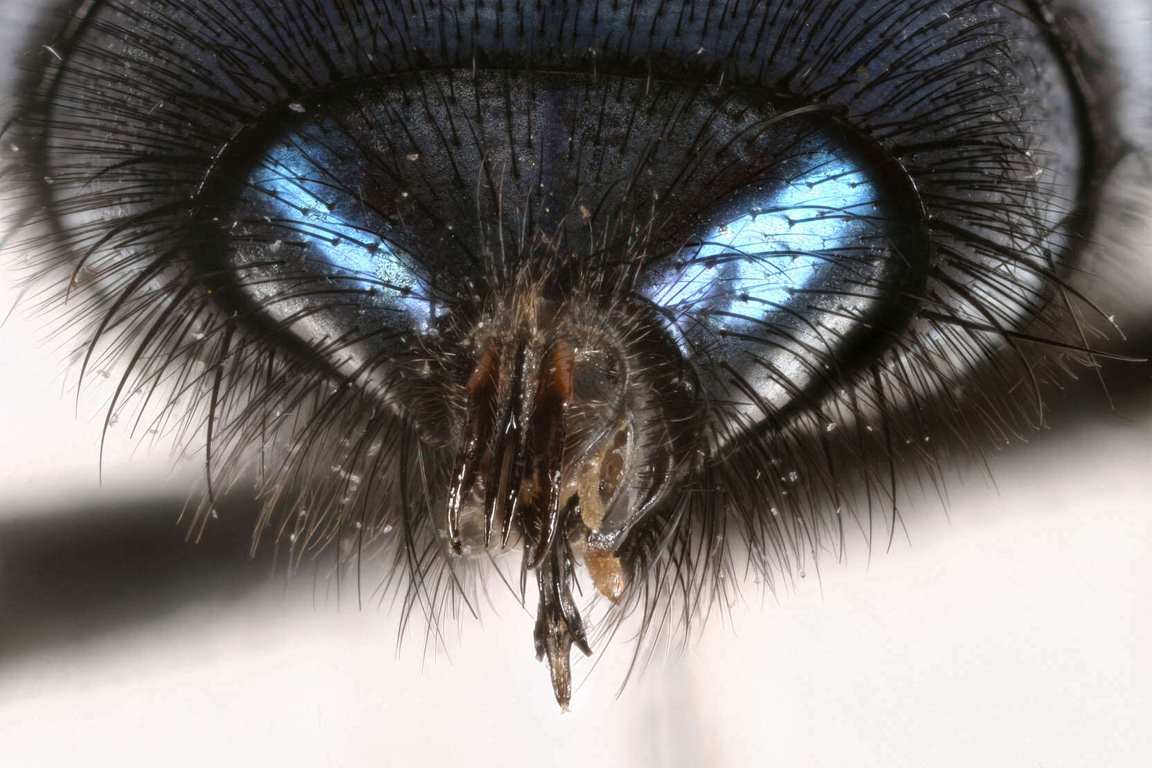 Image of Blue bottle fly