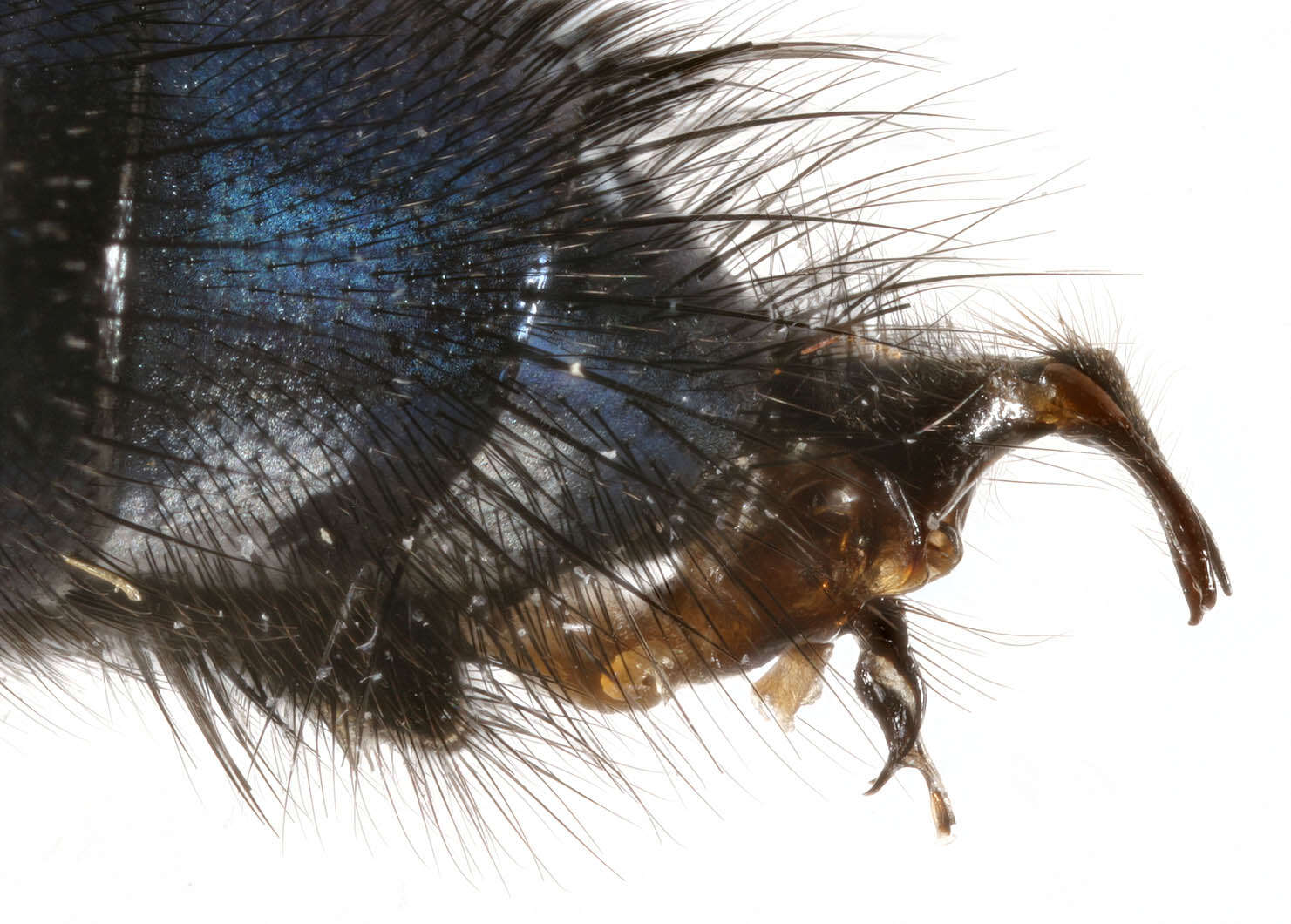 Image of Blue bottle fly