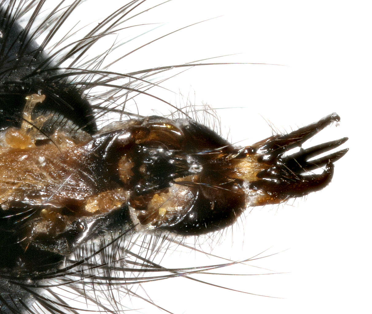 Image of Blue bottle fly