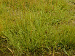 Image of meadow barley