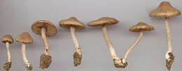 Image of Inocybe griseolilacina J. E. Lange 1917