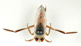 Image of Water boatman